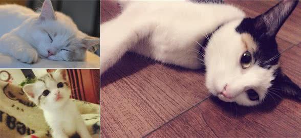 辟谣!拉扯猫咪尾巴会导致其腹泻?引起腹泻的原因你知道多少