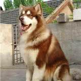 新手养狗:阿拉斯加犬的满分饲养指南