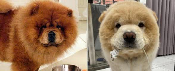 饲养松狮犬常见的5个喂食误区,宠主快避开