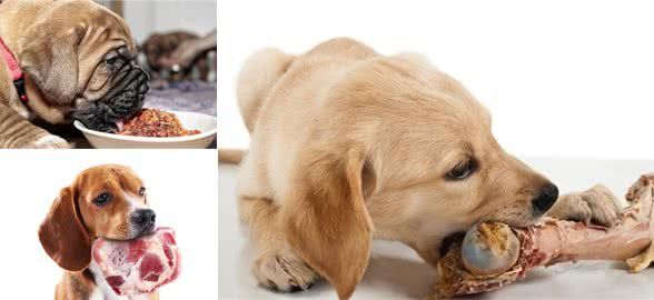 狗狗可以吃生肉,狗狗不能吃生肉到底能否给狗狗喂食生肉呢?