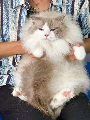 （大连）一年一次的猪咪体检