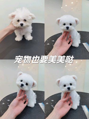 爆改小狗宝宝[吹风机]
