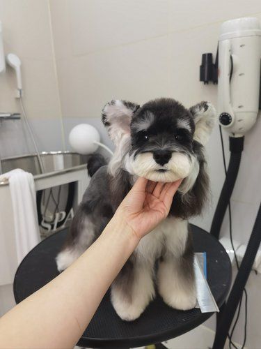 是谁的梦中情狗啊[色]