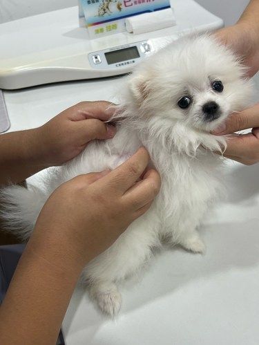 大连爱毛孩子，更要关注它们的健康