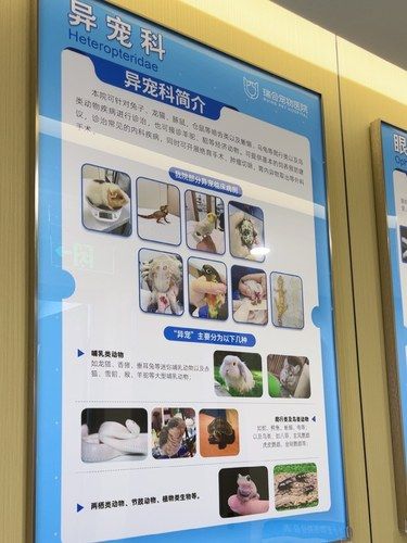 大连为数不多能看异宠的医院