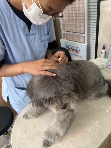 带毛孩子驱虫就来这里