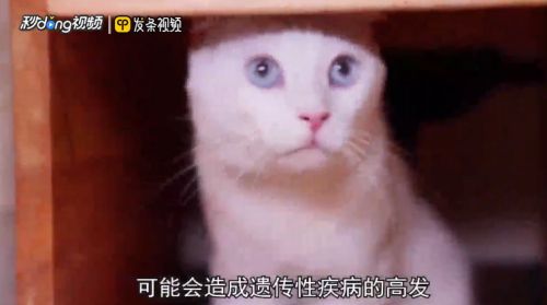 怎么理解猫能否近亲繁殖