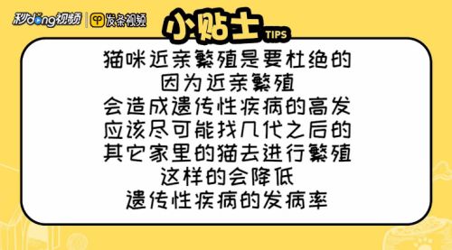 怎么理解猫能否近亲繁殖