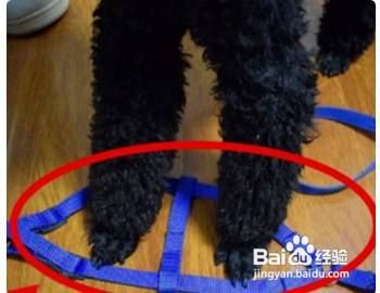 狗套怎么套步骤图片？