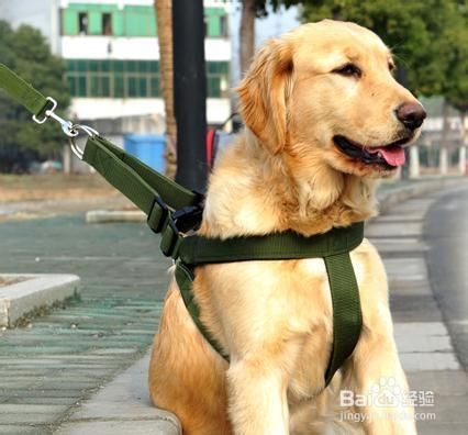 小狗狗链怎么带