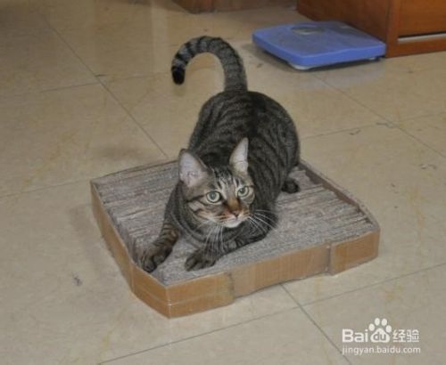 如何用废纸箱做猫抓板