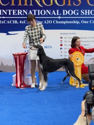 视觉盛宴（麒誉阁）：中国赢了 蒙古国际冠军犬展第一天，我们国内本土繁殖的萨路基“哮天”也是在21只青年犬里获得两场青年全场总冠军RBIS[爱心]感谢来自韩国审查Mr. Min Woo Seol 和日本审查Mr. Masami Uryu#萨路基猎犬#萨路基 #萨路基犬