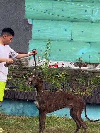 视觉盛宴(麒誉阁):太子越来越有那股劲#灵缇犬 #灵缇 #进口灵缇