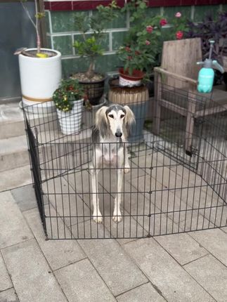 视觉盛宴(麒誉阁):好精致的女孩子#萨路基猎犬