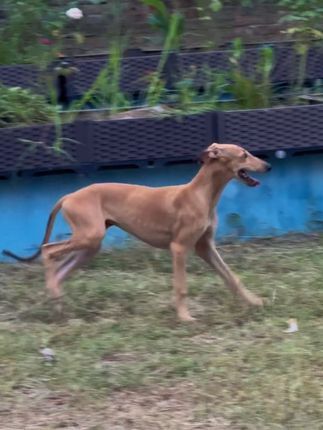 视觉盛宴(麒誉阁):这只原版英国灵缇小母行嘛#灵缇犬 #灵缇 #进口灵缇犬