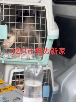 视觉盛宴(麒誉阁):再次非常感谢新老客户与同行的信任和推荐,做繁殖我们是认真的,虽然价格贵但是品质我们敢保证是顶尖的。#Saluki #萨路基猎犬 #灵缇