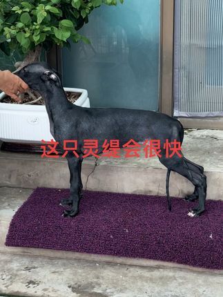 视觉盛宴(麒誉阁):很多养灵缇犬的朋友不知道怎么看小狗的结构,不明白什么样的结构是相对跑的比较快,什么样的跑的笨重。最重要一点原版灵缇跑得快慢取决于个体的体型,父母只能参考。 #原版灵缇 #灵缇犬 #灵缇 #灵缇犬