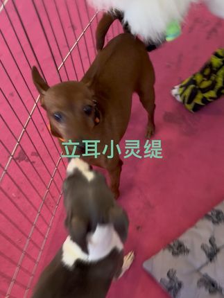 视觉盛宴(麒誉阁):为什么国内很多小灵缇立耳、翘着尾巴、没有额段?今天犬展比赛它们祖先碰一起了!#迷你宾莎犬 #意大利小灵缇 #小灵缇