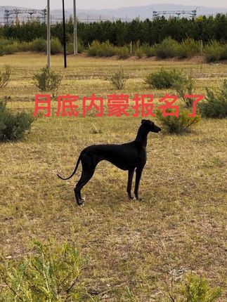视觉盛宴(麒誉阁):8月30号带上你的好狗相约锡林郭勒大草原#灵缇犬 #灵缇 #日常遛狗