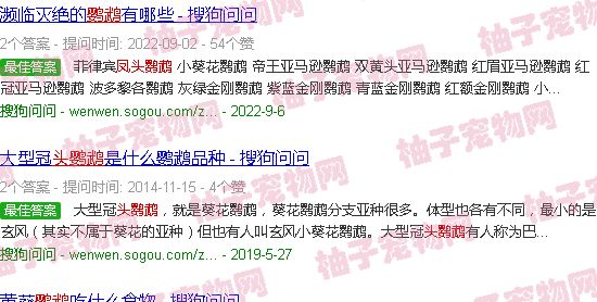 橙冠凤头鹦鹉