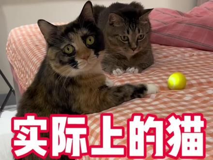 你以为的小猫vs实际上的小猫 #新手养猫 #养猫经验分享 #科学养宠攻略