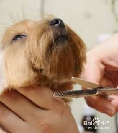 狗狗清洁美容要注意哪些？