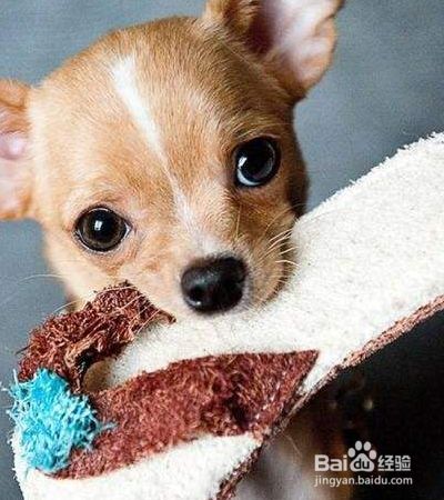狗狗清洁美容要注意哪些？