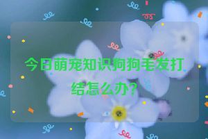 今日萌宠知识狗狗毛发打结怎么办？