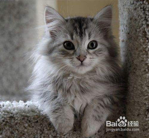 猫咪毛发打结的处理方法