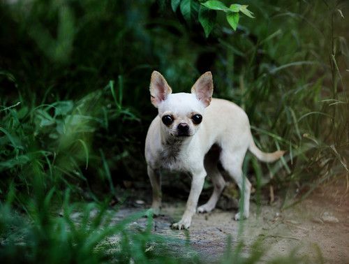 蜂鸟北京论坛版主——那一抹光の影 分享拍犬技巧