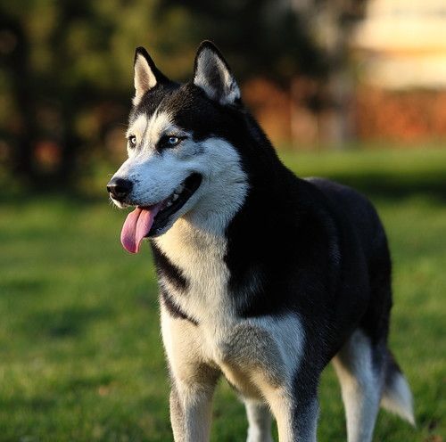 蜂鸟北京论坛版主——那一抹光の影 分享拍犬技巧