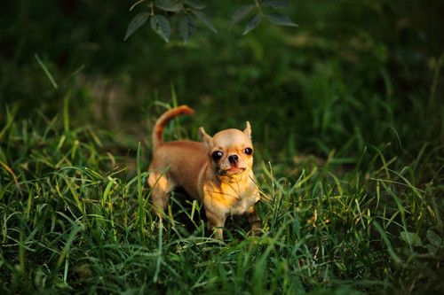 蜂鸟北京论坛版主——那一抹光の影 分享拍犬技巧