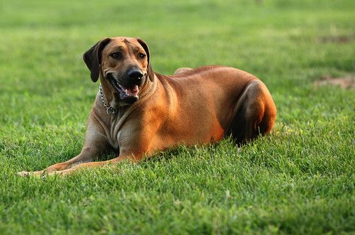 蜂鸟北京论坛版主——那一抹光の影 分享拍犬技巧