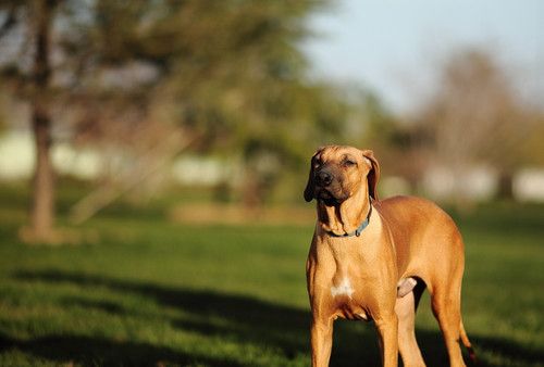 蜂鸟北京论坛版主——那一抹光の影 分享拍犬技巧