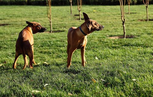蜂鸟北京论坛版主——那一抹光の影 分享拍犬技巧