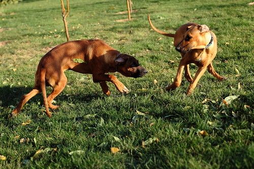 蜂鸟北京论坛版主——那一抹光の影 分享拍犬技巧