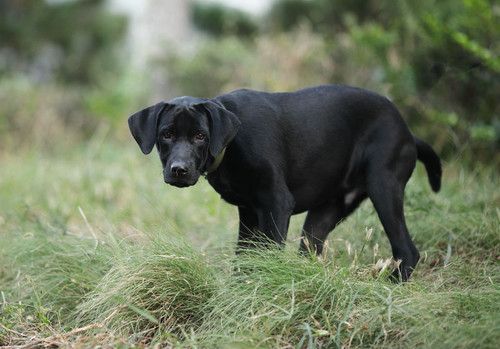 蜂鸟北京论坛版主——那一抹光の影 分享拍犬技巧