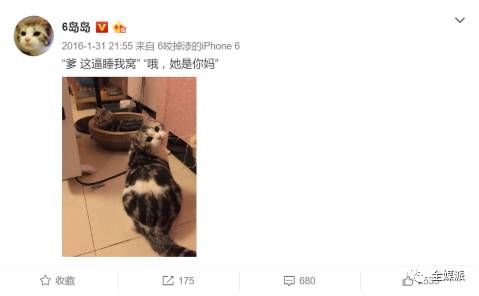从电影到社交网络，萌宠是如何成为流量担当的？