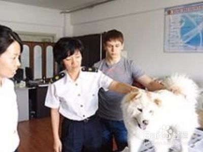 坐飞机怎么带宠物？