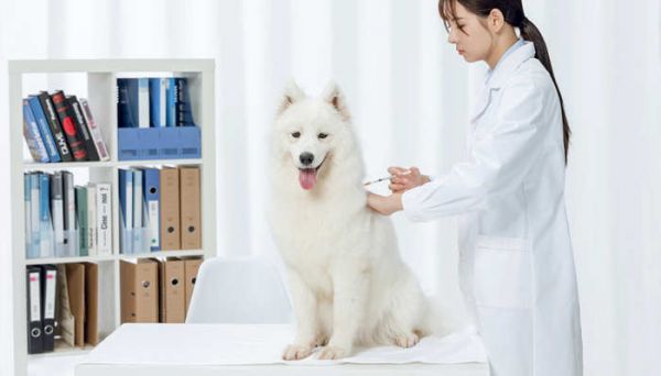 狗打针7.jpg