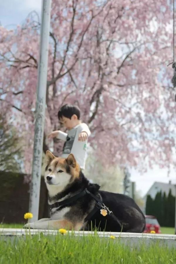 狗狗胆子小？窝里横？不听话？原来根本问题出在这里！