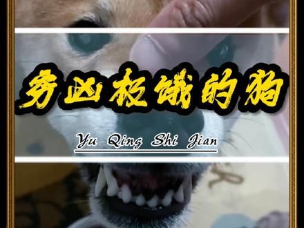 本以为是恶狗,没想到是饿狗 #狗子的迷惑行为 #搞笑 #离谱 #养狗的乐趣