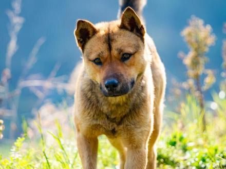 中华田园犬不是真的土,它也可以叫做华夏帝皇犬 #神奇动物在抖音 #中华田园犬 #狗狗 #澳洲野犬 #土狗
