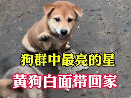 狗群中一眼就相中了它,黄狗白面,一只标准的中华田园犬#忠犬 #黄狗白面 #养狗 #大黄 #田园犬 #土猎犬 #忠诚狗狗 #土猎狗 #狗狗故事