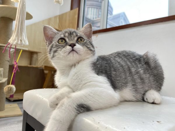 猫罐头打开能放多久？附猫罐头食用注意事项