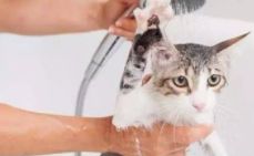 猫咪掉毛怎么处理