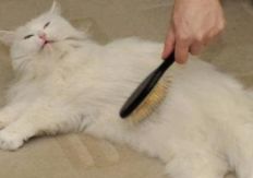猫咪掉毛怎么处理