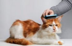猫咪掉毛怎么处理