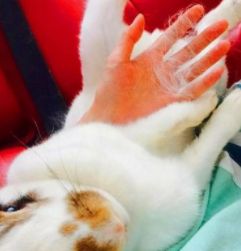 猫咪掉毛怎么处理