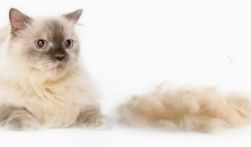 猫咪掉毛怎么处理